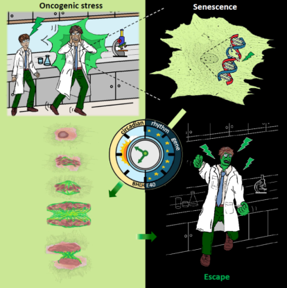 Mol Cell 2021*
(*Cancer Res 2022)
STAR Protoc 2022
Mol Cell Oncol 2022
J Pathol 2023